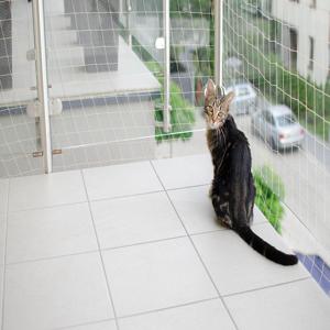 고양이 병원비 절약법 현명한 진료비 관리 팁으로 비용 아끼기