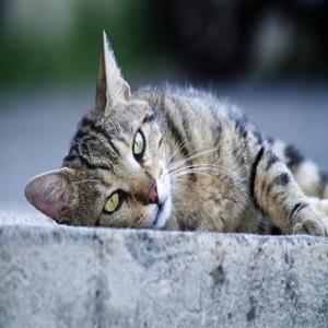 고양이 입양 준비물 리스트 10가지 체크해보세요 새 가족을 위한 필수 아이템을 확인하세요
