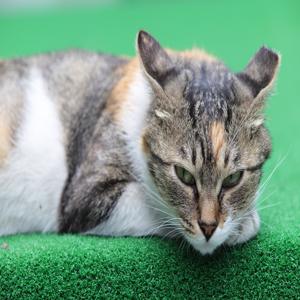 고양이 이빨 관리 치석 예방 비법으로 건강한 미소 유지하기 지금 바로 시작하세요